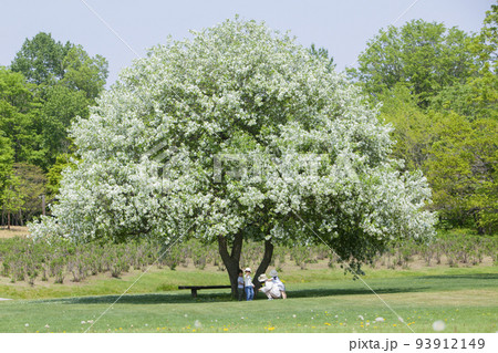 りんごの木の下で遊ぶ子どもたち 93912149