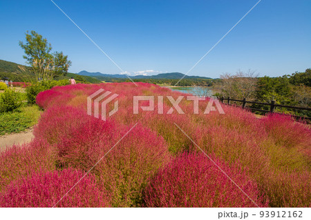 るるパークのコキア(大分県杵築市) るるパークのコキア(大分県杵築市) 93912162