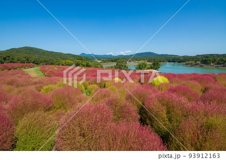 るるパークのコキア（大分県杵築市） 93912163