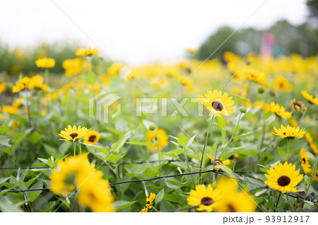 仙台農業園芸センター　ひまわりライトアップ 夏イベント 93912917