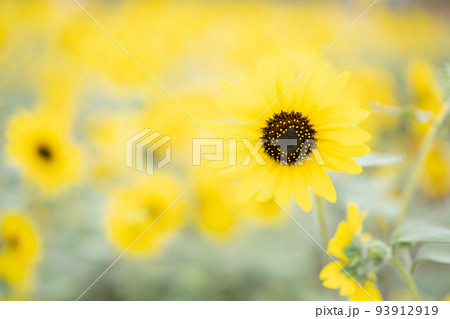 仙台農業園芸センター　ひまわりライトアップ 夏イベント 93912919