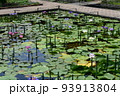 栃木の名所　足利フラワーパークの風景 93913804