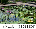 栃木の名所　足利フラワーパークの風景 93913805