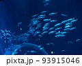 水族館 93915046