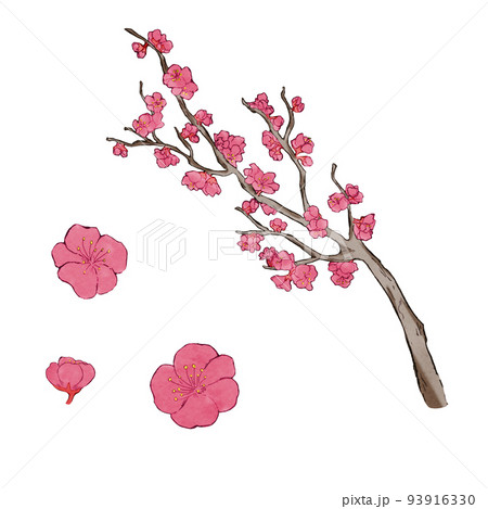梅の花のイラスト 白ふち 梅の花のイラスト 白ふち 93916330