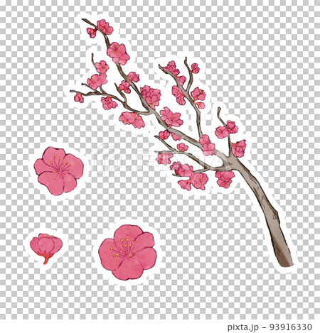 梅の花のイラスト 白ふち 梅の花のイラスト 白ふち 93916330