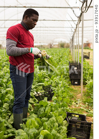 African-american worker cleans mangold on plantation African-american worker cleans mangold on plantation 93917040