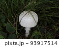白いキノコ 93917514
