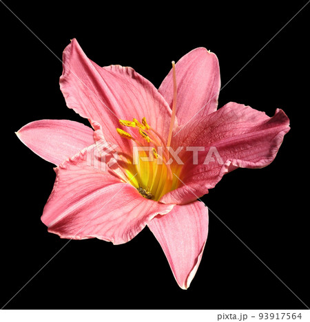 Lily flower on the black isolated background with clipping path. Closeup. For design. Nature. Lily flower on the black isolated background with clipping path. Closeup. For design. Nature. 93917564