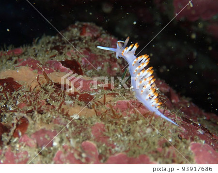 堂ヶ島のサキシマミノウミウシ 93917686