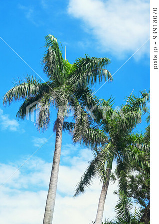 Palm trees in the blue sunny sky. Palm trees in the blue sunny sky. 93918070