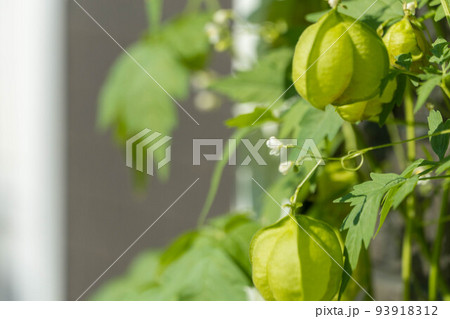 ふわふわの風船カズラ 93918312