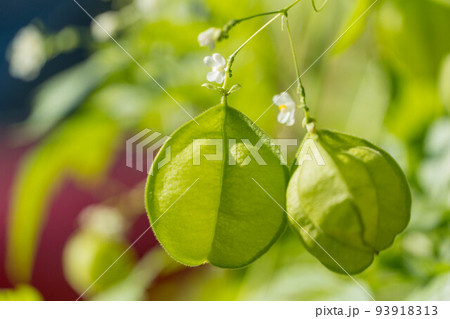 ふわふわの風船カズラ 93918313