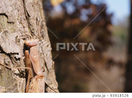 ハラビロカマキリ（褐色型） 93918526