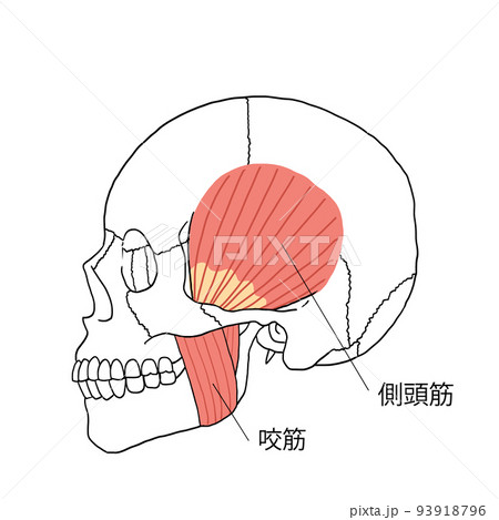 人の側頭筋と咬筋のイラスト 横向きのイラスト素材