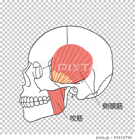 人の側頭筋と咬筋のイラスト　横向き 93918796