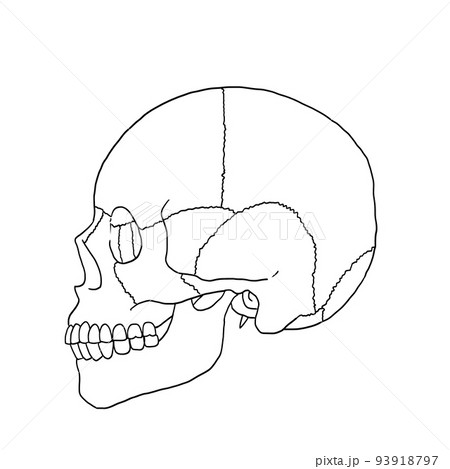 細い線のシンプルな頭蓋骨イラスト　横向き 93918797
