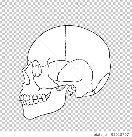 細い線のシンプルな頭蓋骨イラスト　横向き 93918797