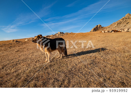 モンゴルの初冬の草原の犬 モンゴルの初冬の草原の犬 93919992