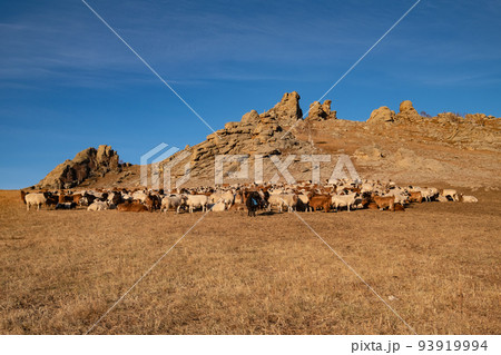 モンゴルの初冬の草原で放牧される羊と山羊 モンゴルの初冬の草原で放牧される羊と山羊 93919994