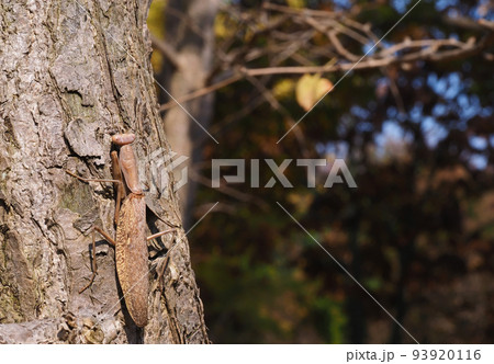 ハラビロカマキリ（褐色型） 93920116