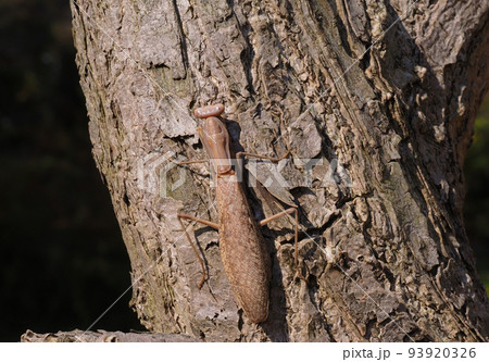 ハラビロカマキリ（褐色型） 93920326