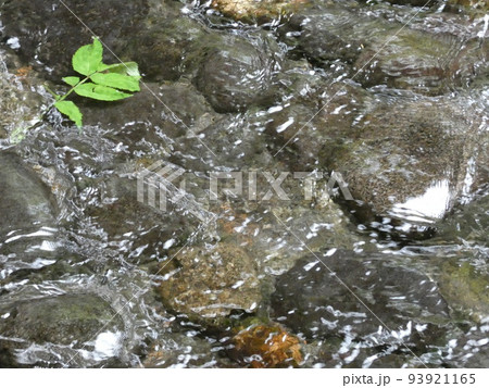 川流れにのる葉 川流れにのる葉 93921165