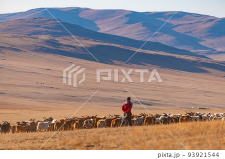 モンゴルの初冬の草原と羊飼い 93921544