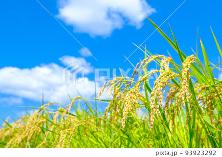 秋の稲 93923292