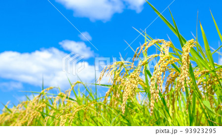 秋の稲 93923295