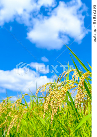 秋の稲 93923298