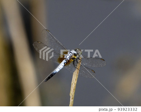 池の枯れ草にとまるオスのアオビタイトンボ 93923332