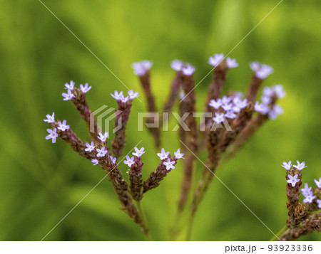 アレチハナガサの花 93923336