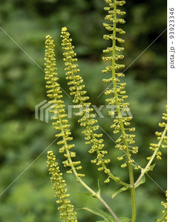 オオブタクサの花 93923346