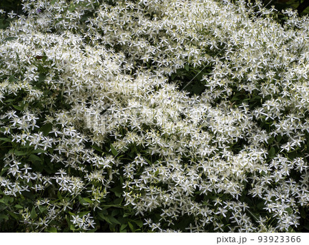 樹木を覆い尽くすほど咲いたセンニンソウの白い花 93923366