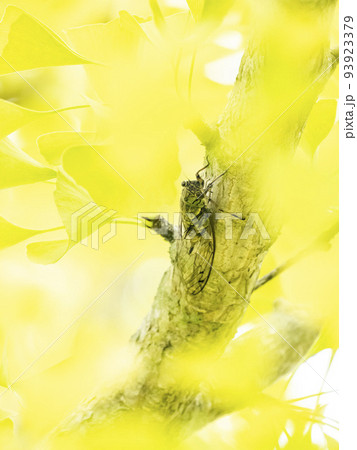 色づいたイチョウの木にとまっているメスのツクツクボウシ 93923379