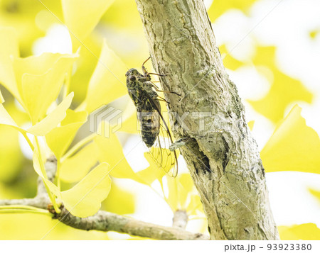 色づいたイチョウの木にとまっているオスのツクツクボウシ 色づいたイチョウの木にとまっているオスのツクツクボウシ 93923380