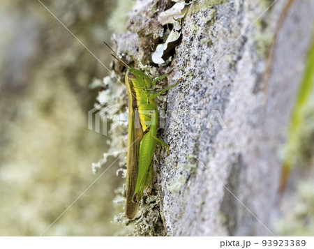 石の表面にいるハネナガイナゴ 石の表面にいるハネナガイナゴ 93923389