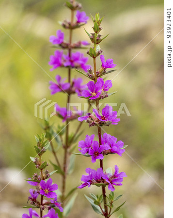 ミソハギの花 93923401