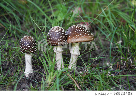 草むらに顔を出した可愛いテングタケ 93923408