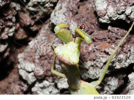 ヨコヅナサシガメの幼虫を捕食中のハラビロカマキリ ヨコヅナサシガメの幼虫を捕食中のハラビロカマキリ 93923520
