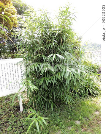 畠山重忠古戦場跡　さかさ矢竹 93923905