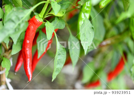 capsicum hot red pepper spice food foodstuff capsicum hot red pepper spice food foodstuff 93923951
