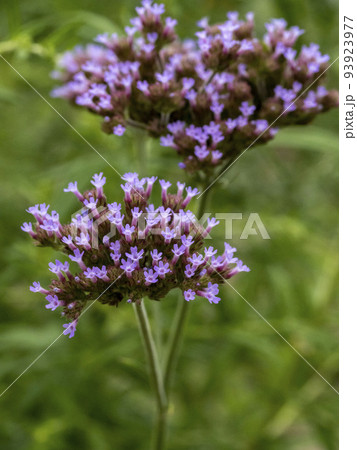 ダキバアレチハナガサの花 ダキバアレチハナガサの花 93923977