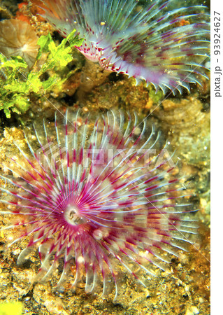 Feather Duster Worms,  Lembeh, Indonesia 93924627