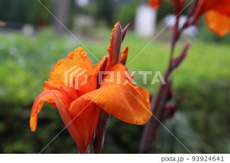 日本の夏の公園に咲くオレンジ色のカンナの花 日本の夏の公園に咲くオレンジ色のカンナの花 93924641