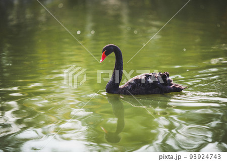 Beautiful black swan swims in the lake 93924743