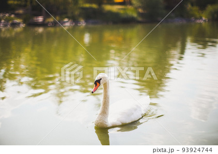 Beautiful white swan swims in the lake 93924744