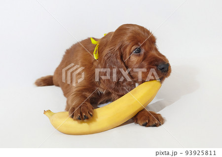 Brown charming Irish setter puppy with a yellow ripe banana. photo shoot in the studio on a white background 93925811