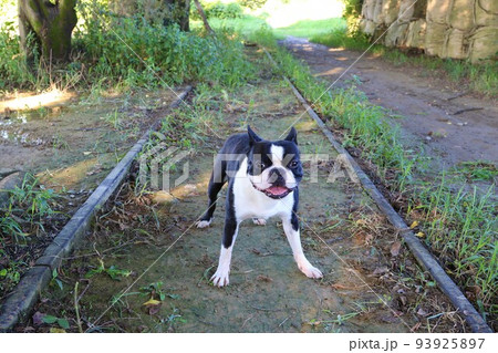 西武安比奈線の廃線跡沿いを楽しく散歩しながら線路内に入って可愛く見つめるボストンテリアのマイティ君♡ 西武安比奈線の廃線跡沿いを楽しく散歩しながら線路内に入って可愛く見つめるボストンテリアのマイティ君♡ 93925897
